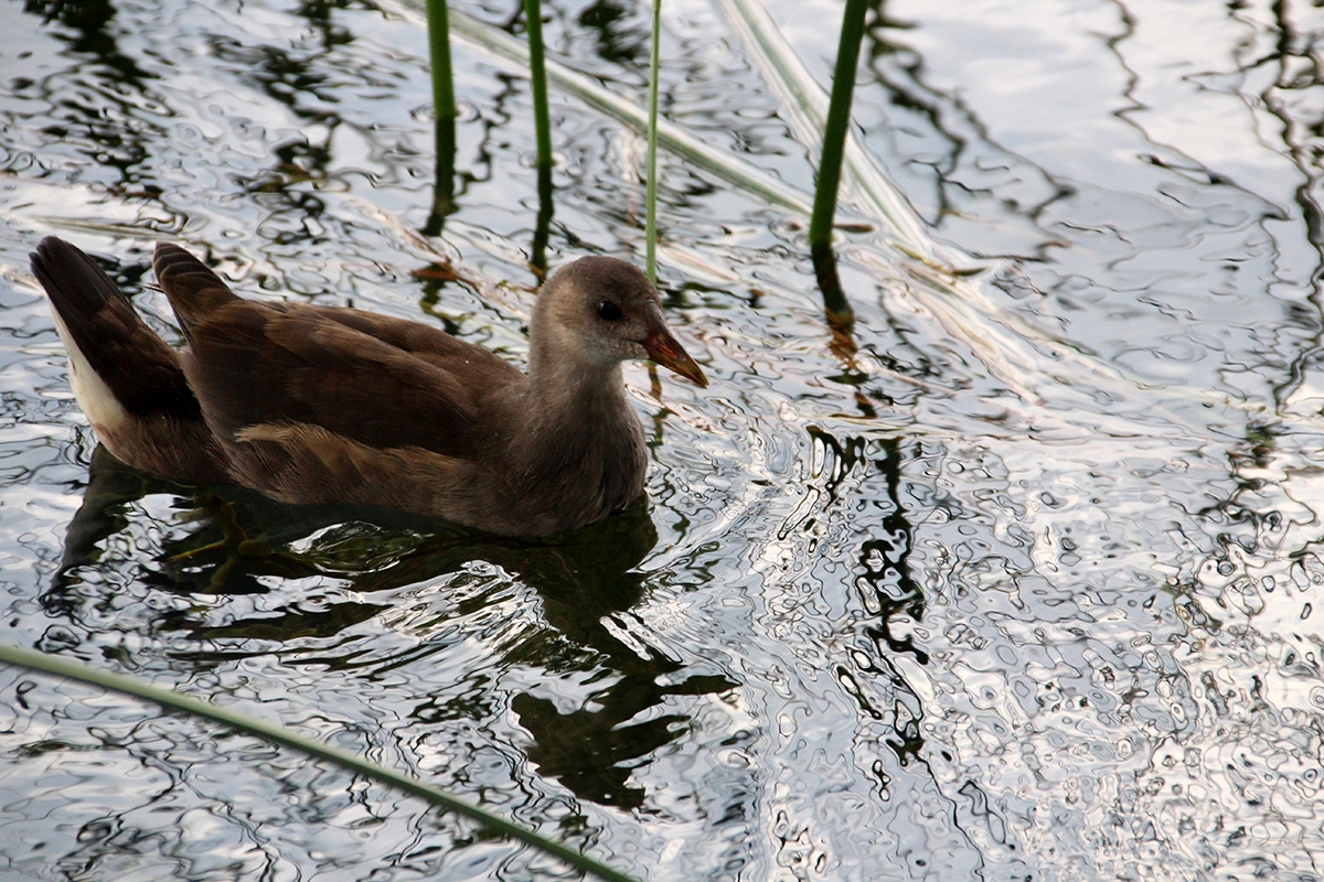 Pato referescanose en el lago