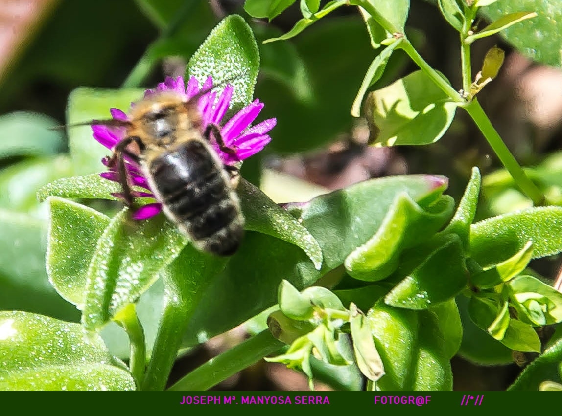 Buscant el nectar