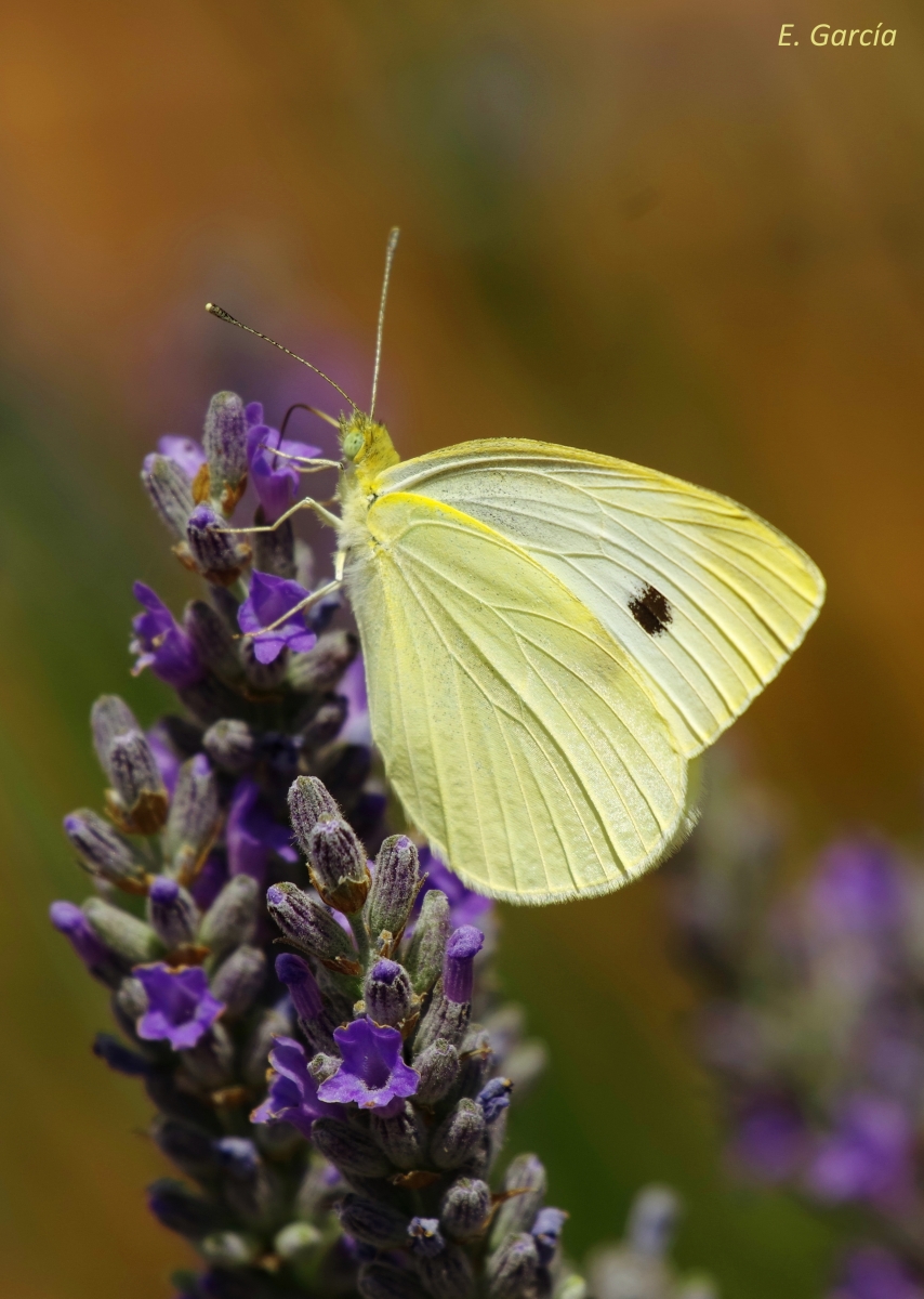 Pieris rapae