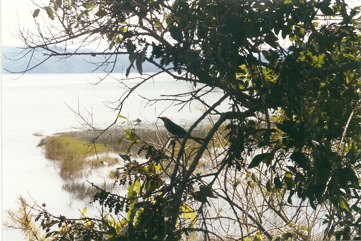 El lago desde la ribera