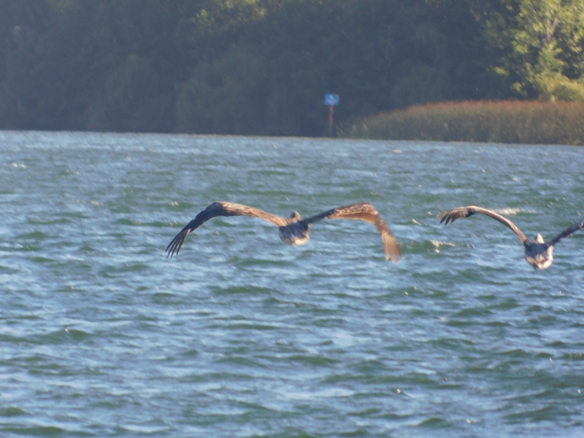 Gaviotas en pleno vuelo