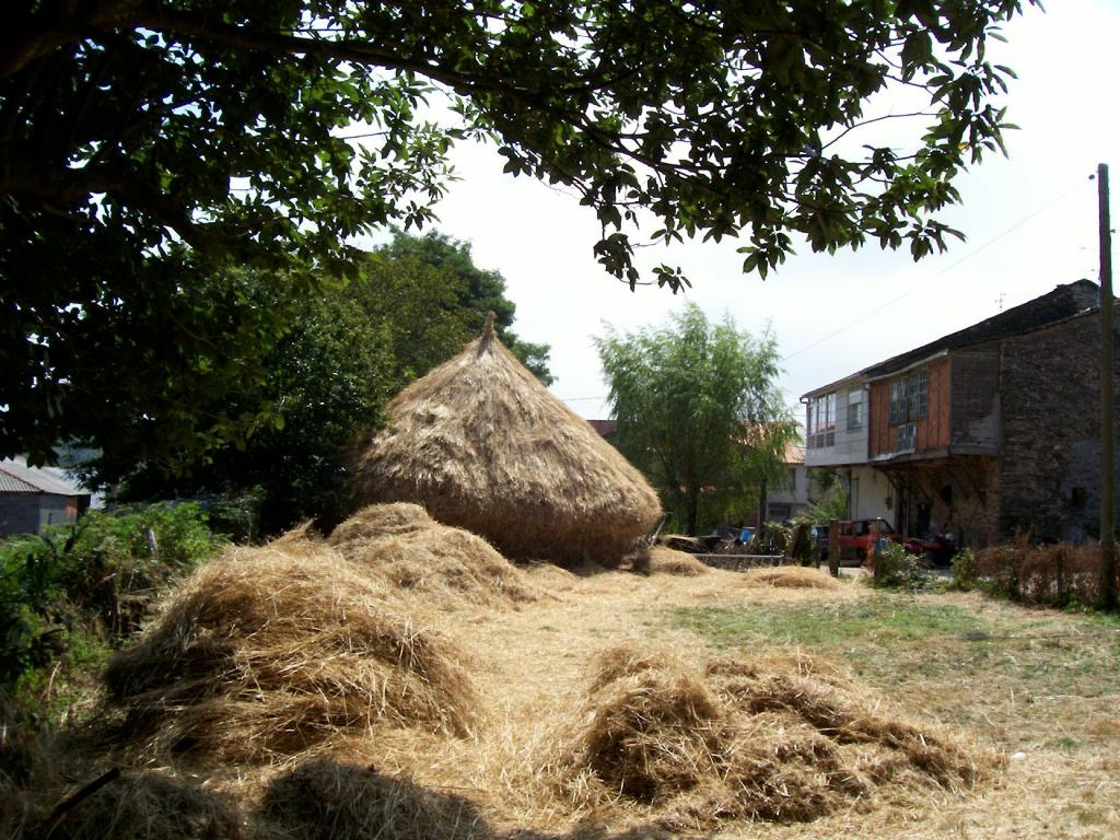 A malla: Rematado. Quintela de Mazaira. Castro Caldelas. Ourense. Ribeira Sacra, Galicia. fcmv