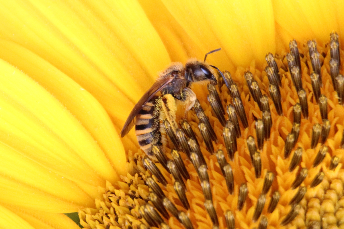 Abeja en Girasol 2