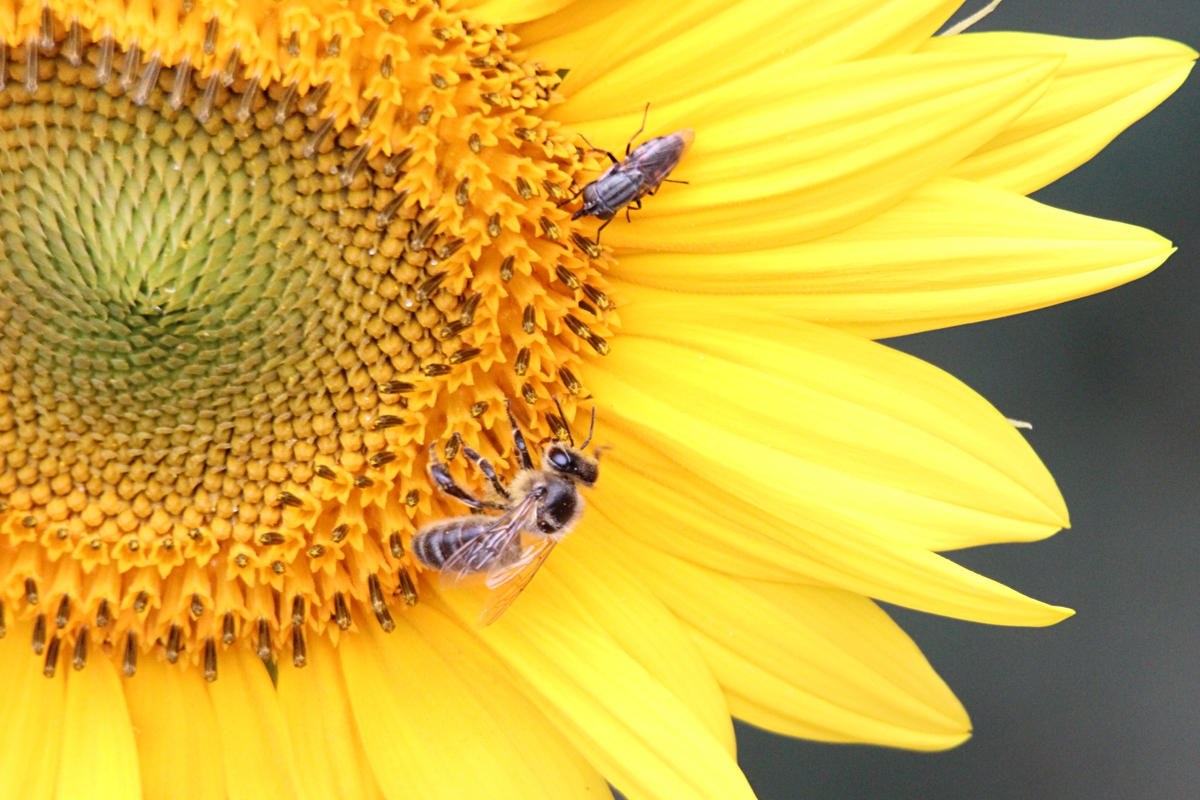 Abeja y bichito en girasol