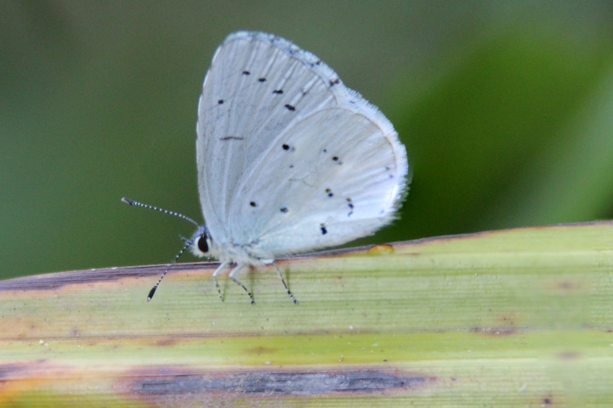 Mariposa Holly blue