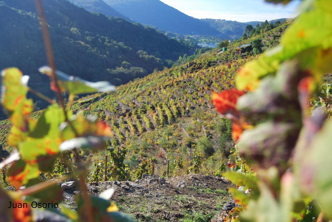 Vias na Ribeira Sacra. Castro Caldelas. Ourense. Galicia.