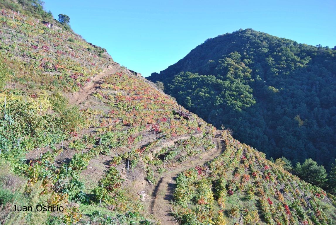 Vias na Ribeira Sacra. Castro Caldelas. Ourense. Galicia. fcmv