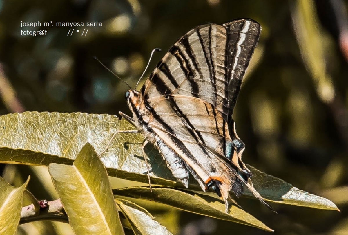 Maravellas de la natura