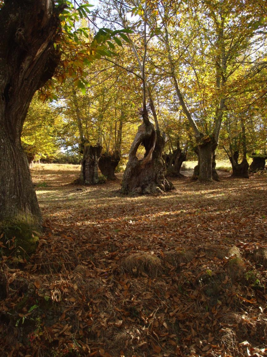 Souto en Xirs. A Teixeira. Ribeira Sacra. Ourense. Galicia. byJOM