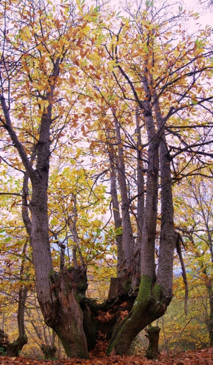 Castieiro. A Teixeira. Ribeira Sacra. Ourense. Galicia. 