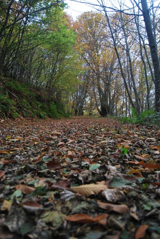 Fraga de Pigeiros. Castro Caldelas. Ribeira Sacra. Ourense. Galicia
