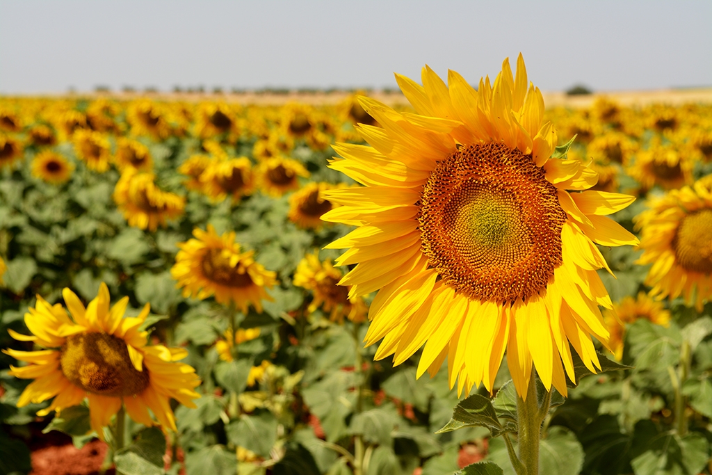 Girasoles.