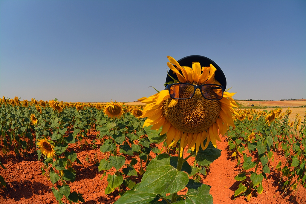 Girasol con gafas