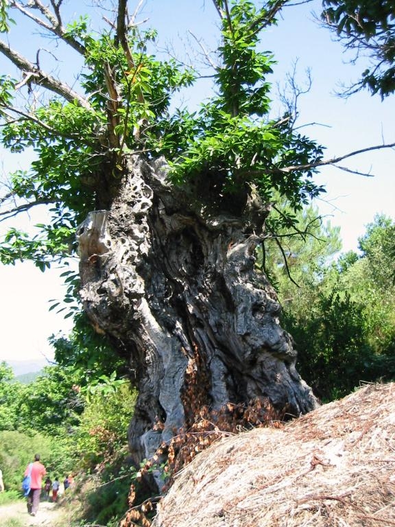 Castieiro. . Castro Caldelas. Ribeira Sacra. Ourense. Galicia fcmv