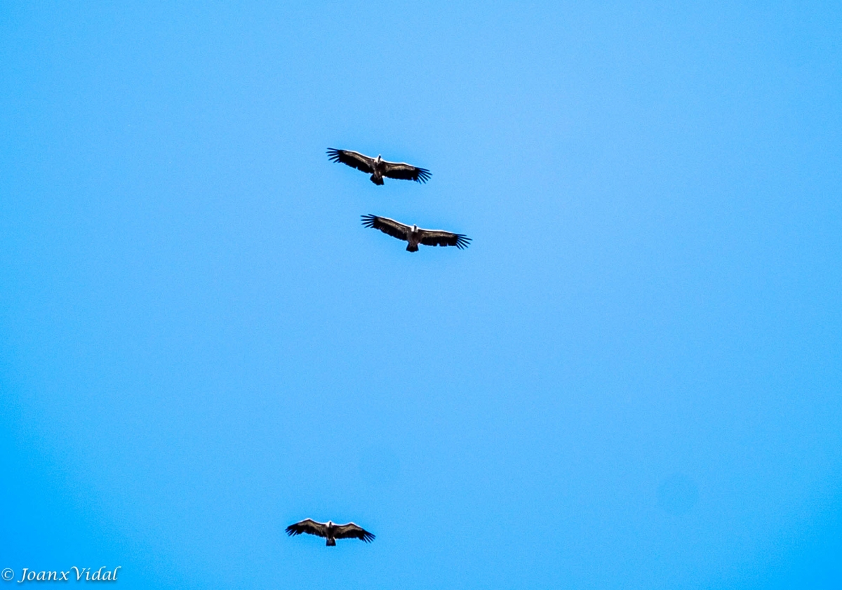 VUELO DE LOS BUITRES LEONADOS