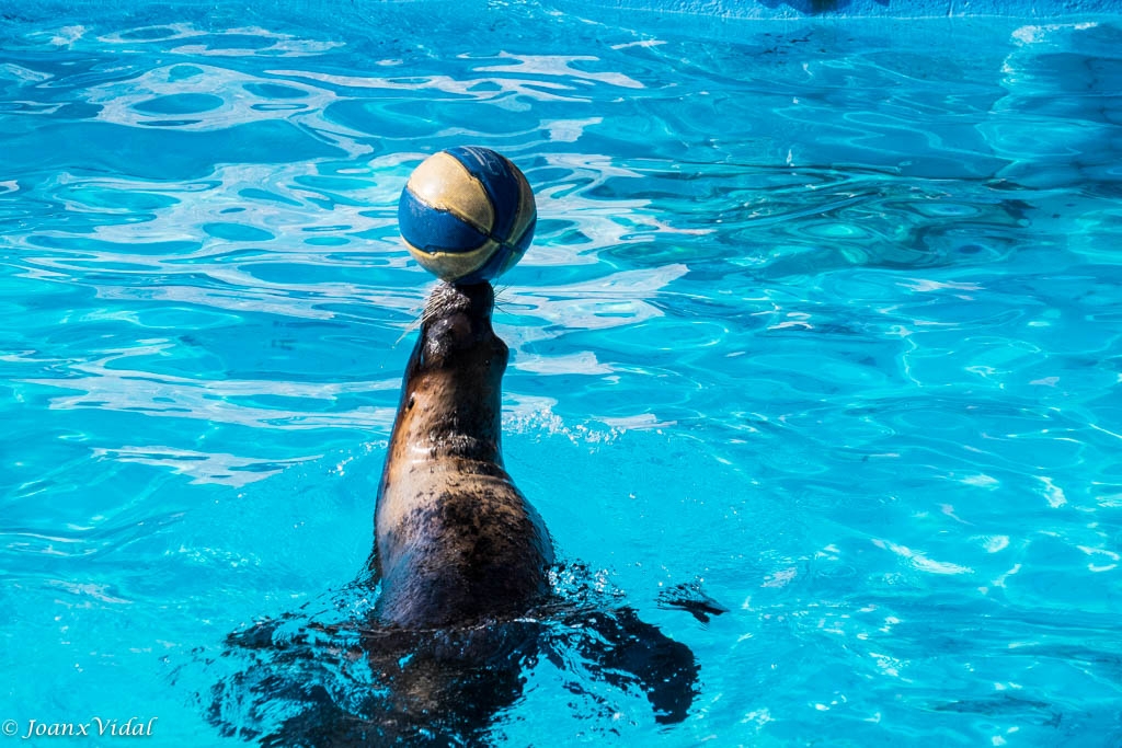 PELOTA DE PLAYA