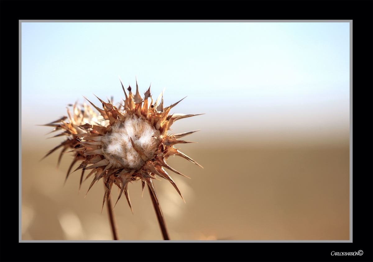 FLOR DE SECARRAL