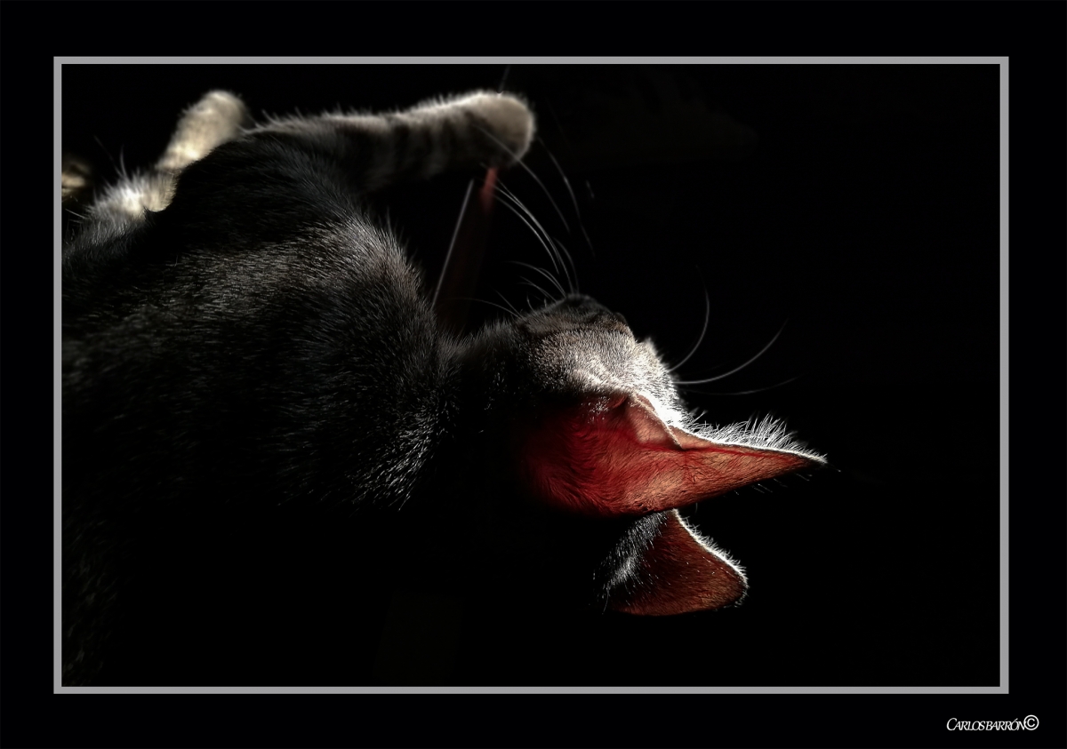 GATO EN UN RAYO DE SOL DE LA VENTANA