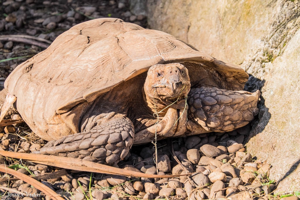 TORTUGA GIGANTE