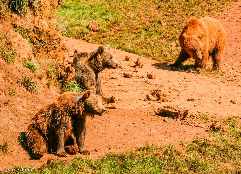 OSOS PARDOS