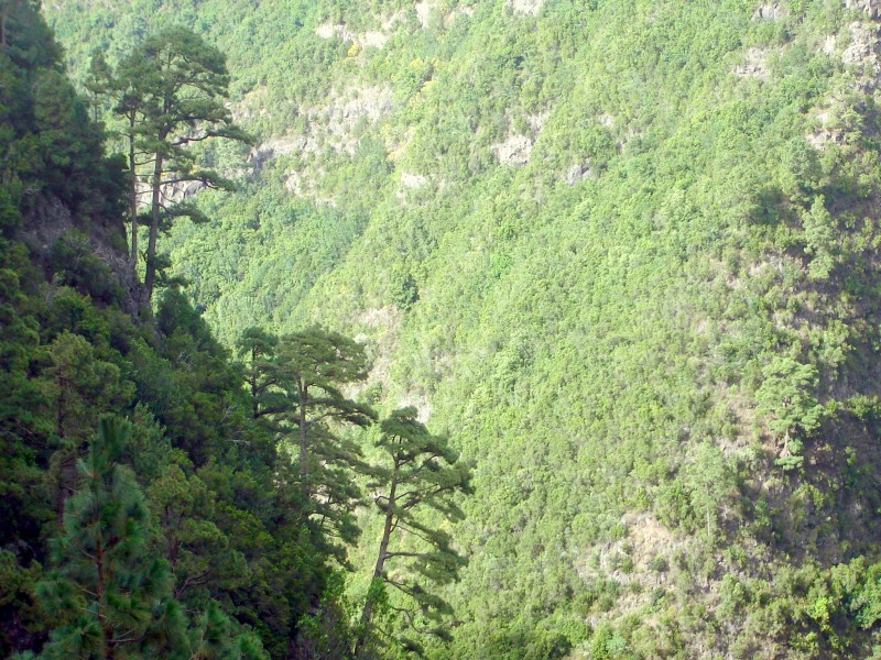 Un Homenaje A Gran Canaria