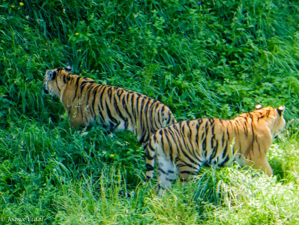 TIGRES DE BENGALA