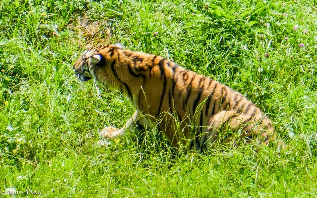 TIGRE DE BENGALA