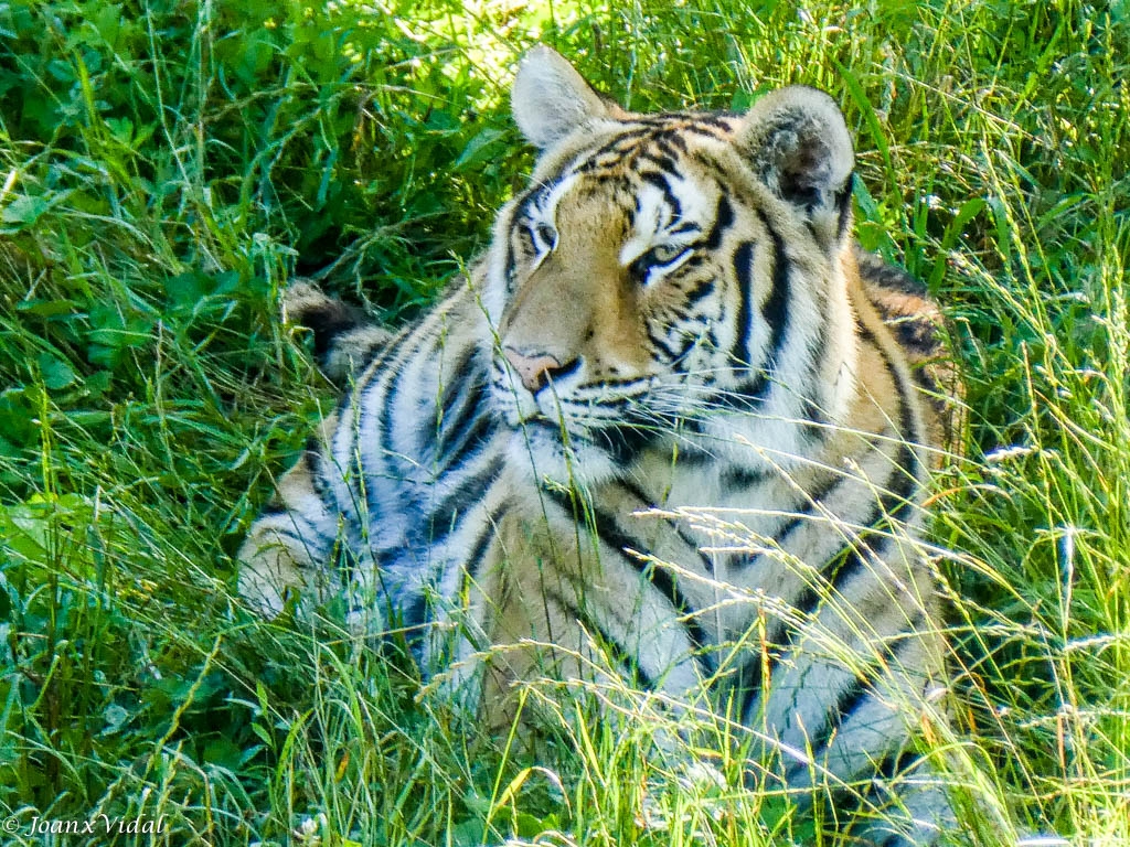 TIGRE DE BENGALA