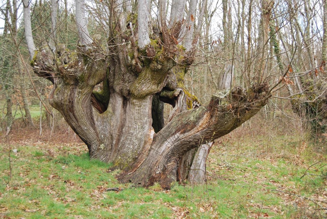 Castieiros. Sober . Ribeira Sacra. Lugo. Galicia fcmv
