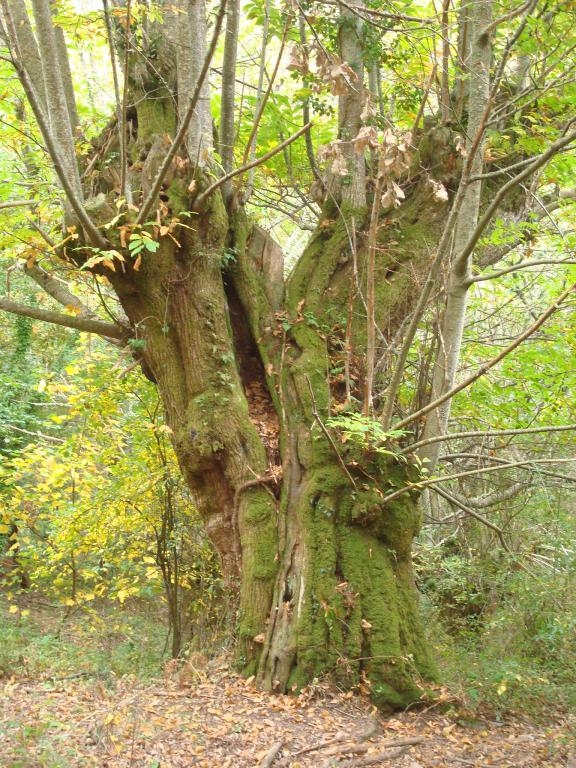 Castieiros. Sober . Ribeira Sacra. Lugo. Galicia fcmv
