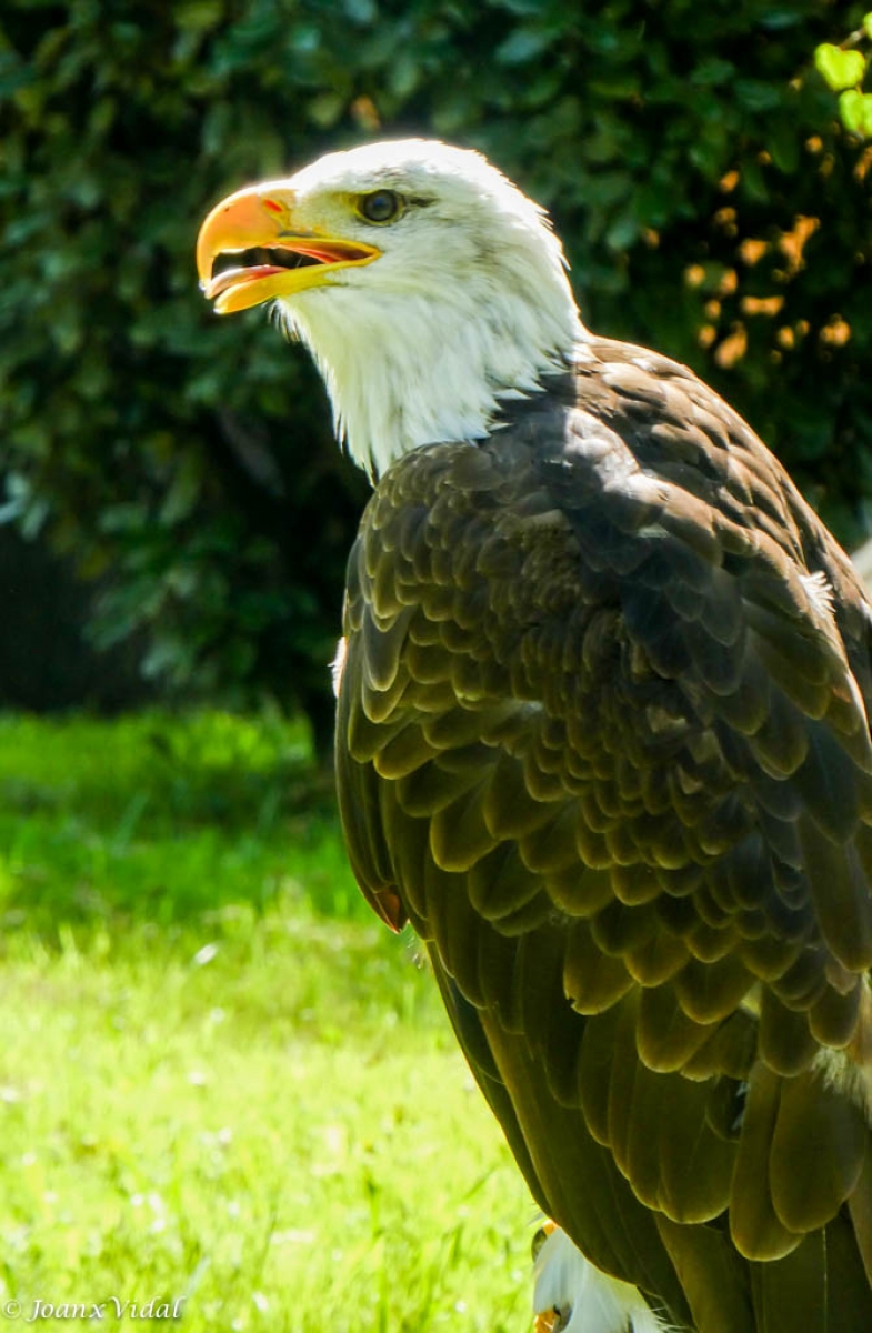 AGUILA CALVA