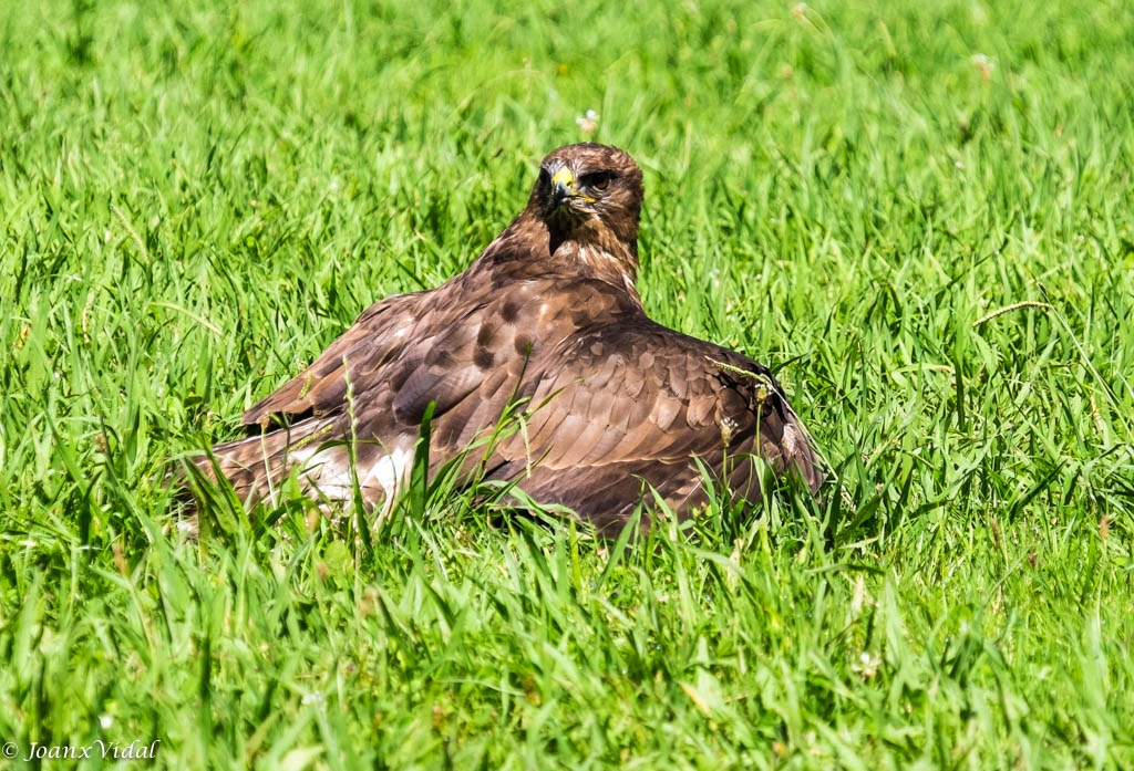 AGUILA REAL