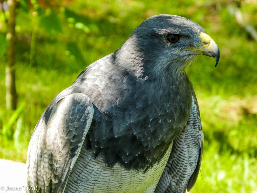 AGUILA ESCUDADA