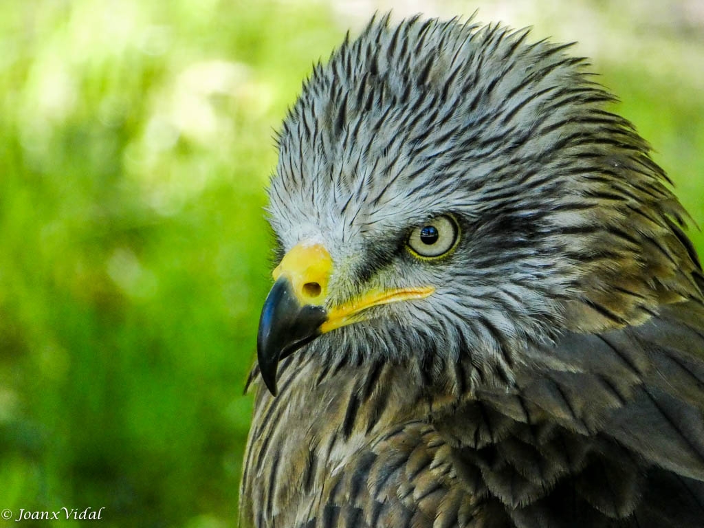 AGUILA ESCUDADA