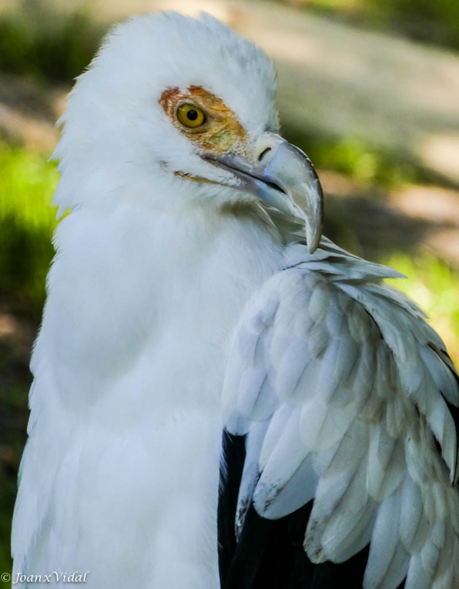 AGUILA PESCADORA