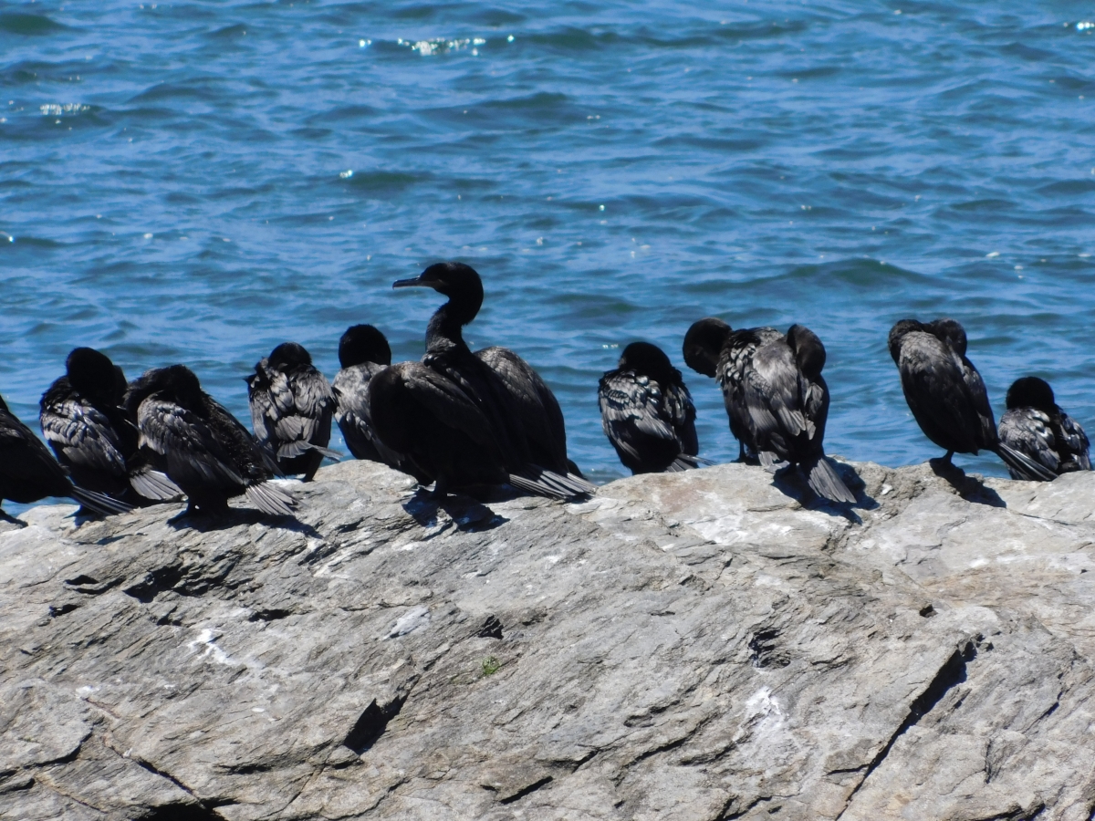 Los guardianes de la Isla