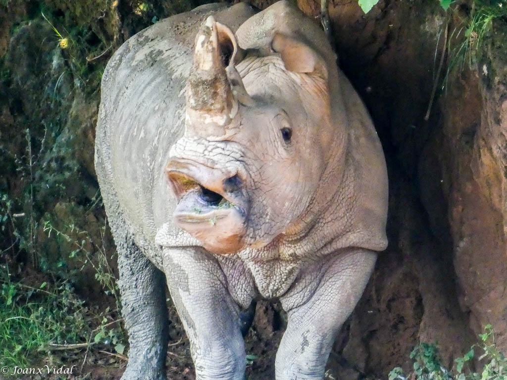 RINOCERONTE BLANCO