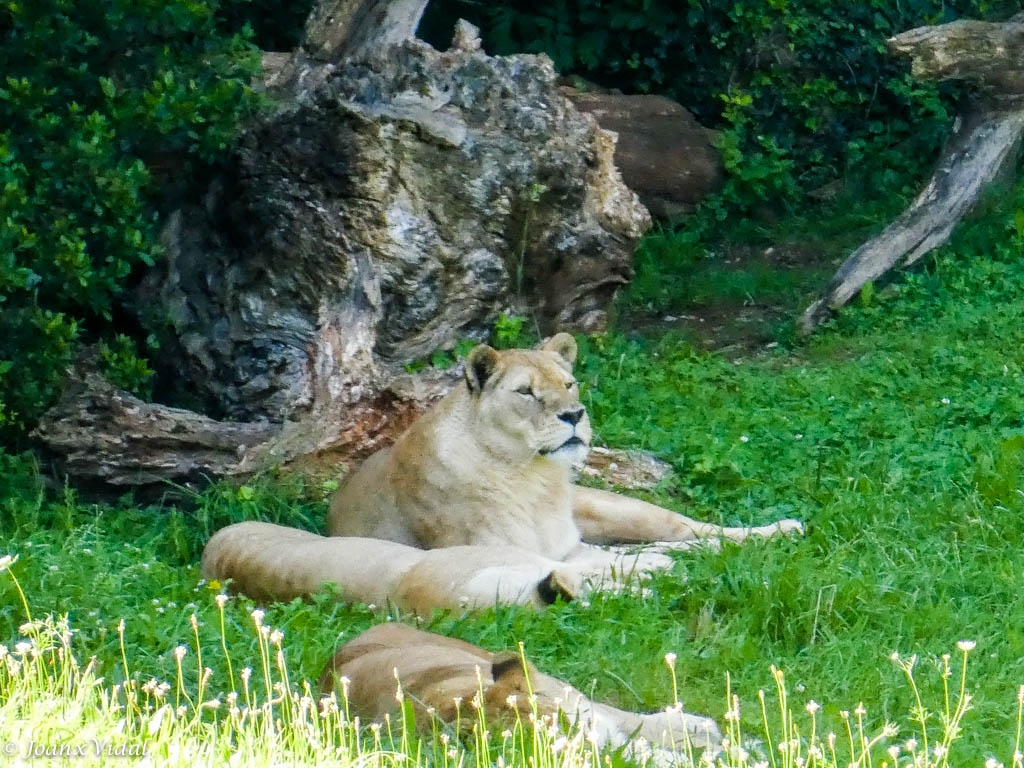 LEONAS DESCANSANDO