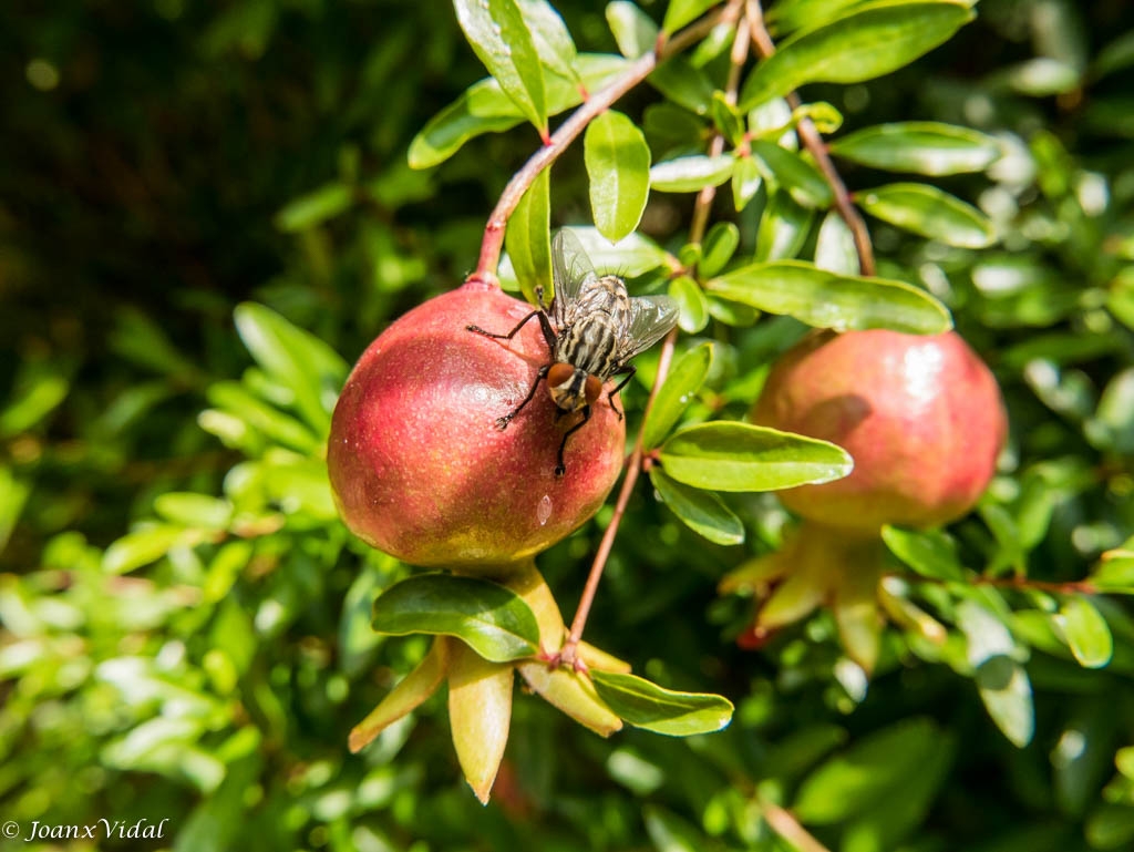 GRANADAS CON MOSCA