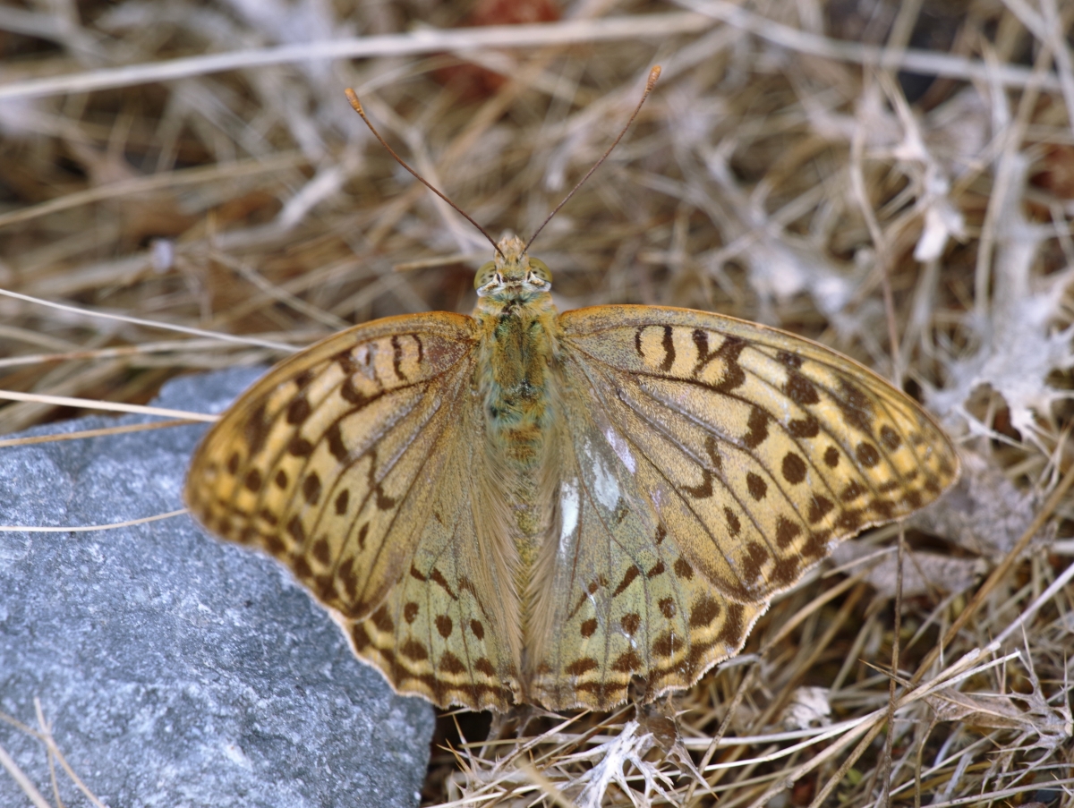 Mariposa Issoria Lathonia II