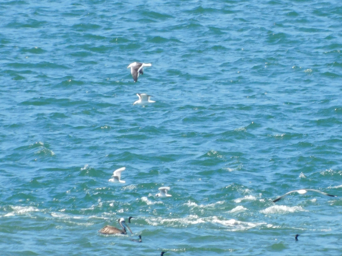 Gaviotas, pelcanos, patos, todos juntos