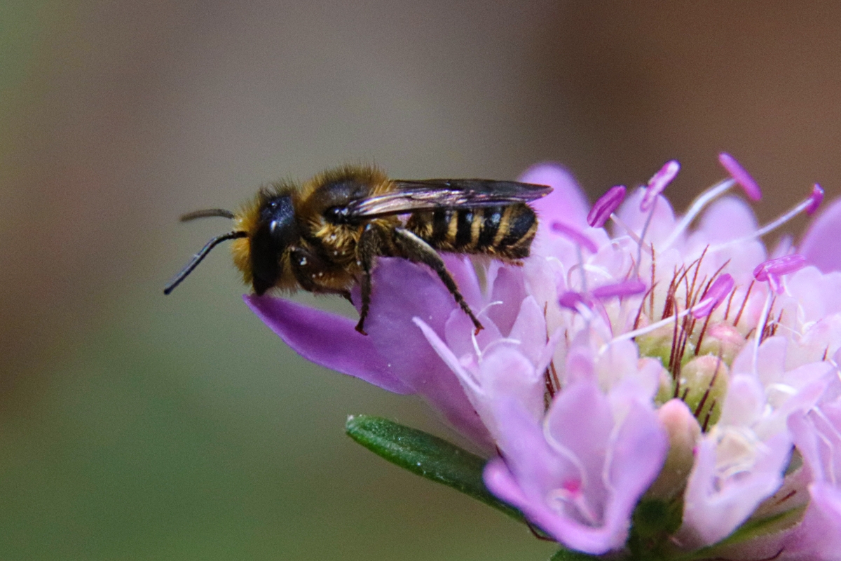 Abeja y flor