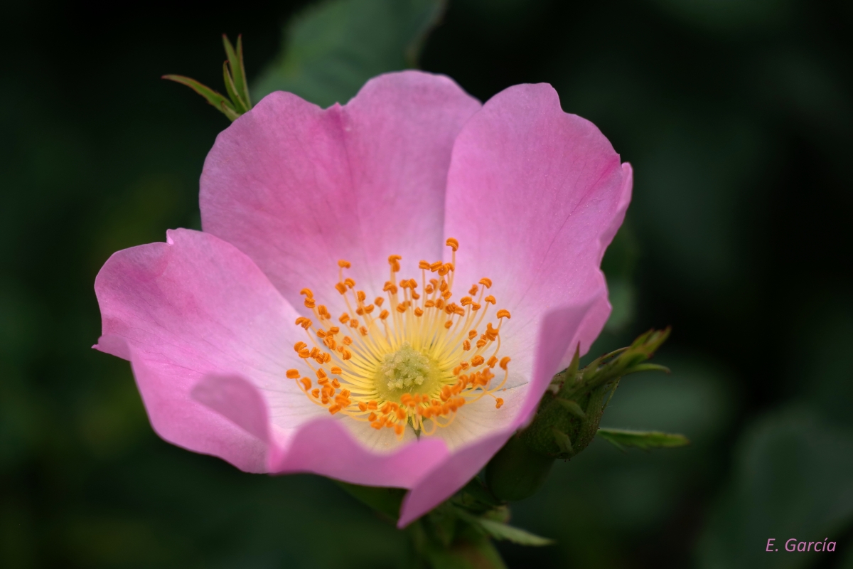 Rosa canina (II)