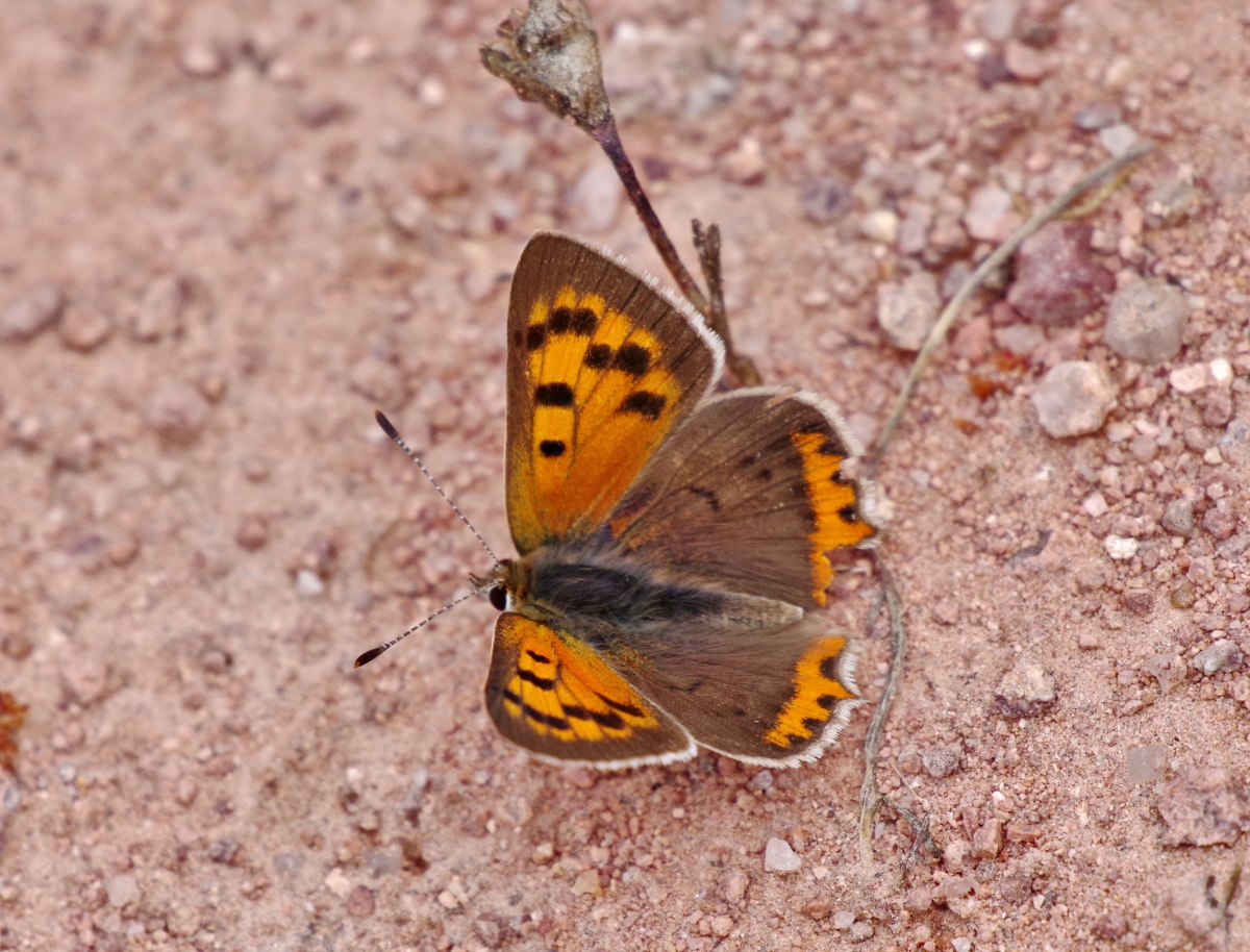 Mariposa Lobo (Lycaena Phlaeas)