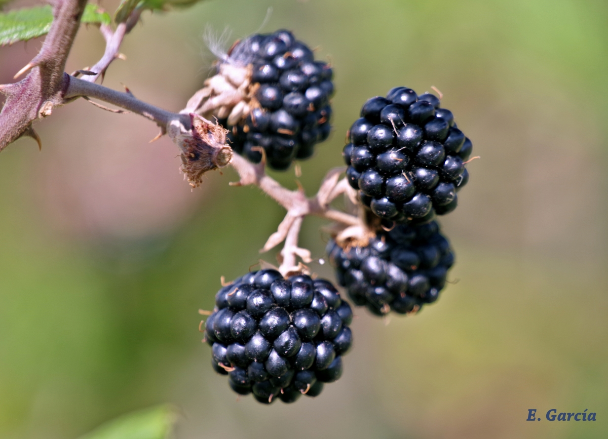 Frutas del Bosque