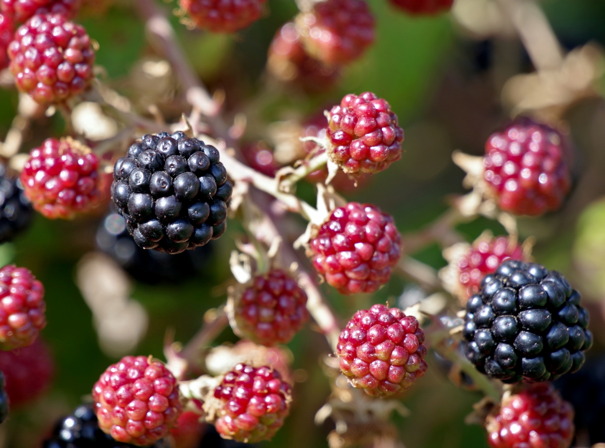 Frutas del Bosque II