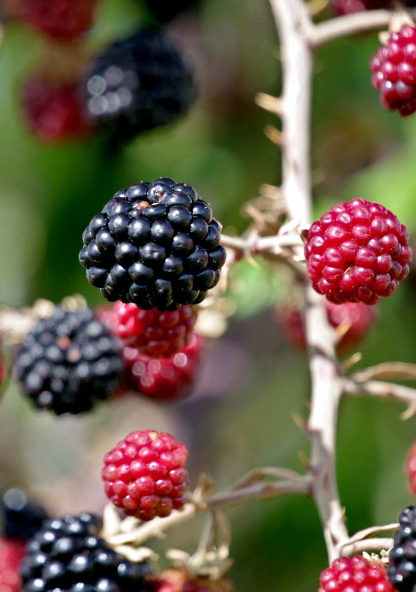 Frutas del Bosque III