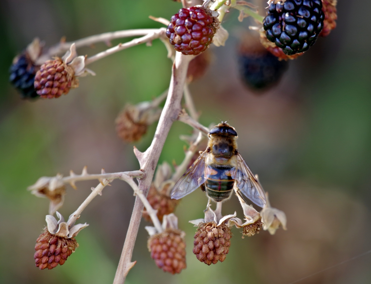 Mosca y Zarzamoras