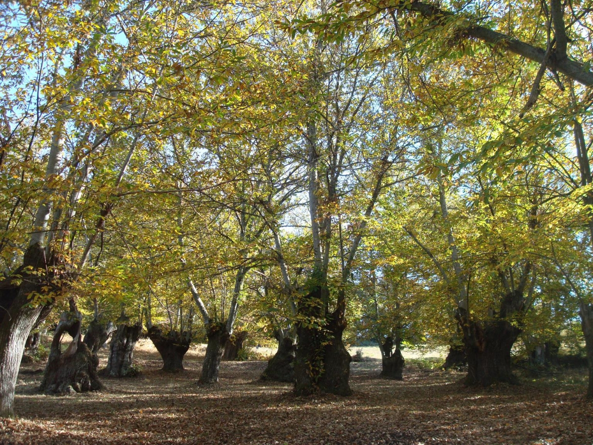 Souto en Xirs. A Teixeira. Ribeira Sacra. Ourense. Galicia fcmv