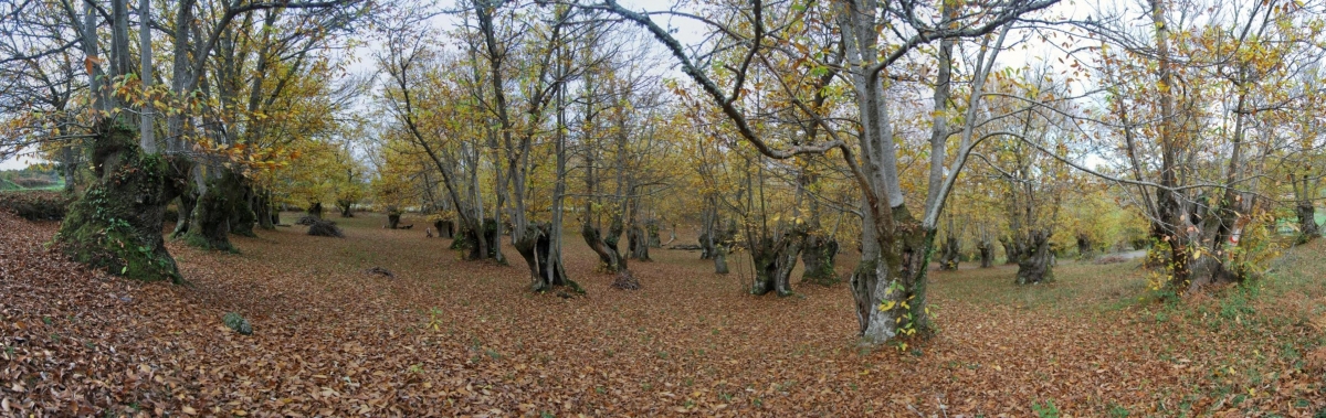 Souto en Xirs. A Teixeira. Ribeira Sacra. Ourense. Galicia fcmv